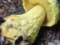 Neoboletus&nbsp;praestigiator&nbsp;-&nbsp;Hexenr�hrling&nbsp;-&nbsp;Bad Helmstedt